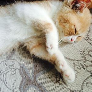 猛攻和小受做爱视频
